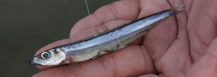 釣れる 魚 で キビナゴ